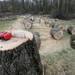 A large tree stump stands beside the chopped-up trunk of a damaged tree at the Fike residence on Dexter-Pinckney road on March 31, 2012. Angela J. Cesere | AnnArbor.com
